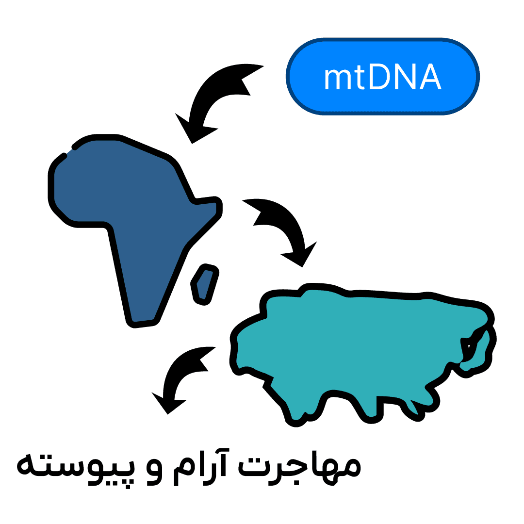 مسیر مهاجرت مادری