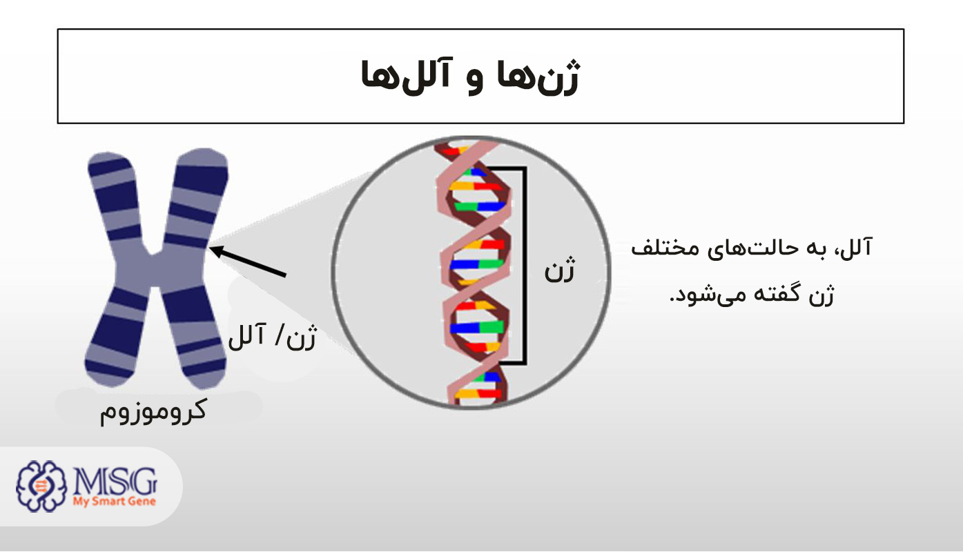 آلل در علم DNA به چه معناست؟