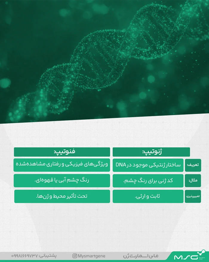 تصویر اینفوگرافیک از تفاوت های فنوتیپ و ژنوتیپ