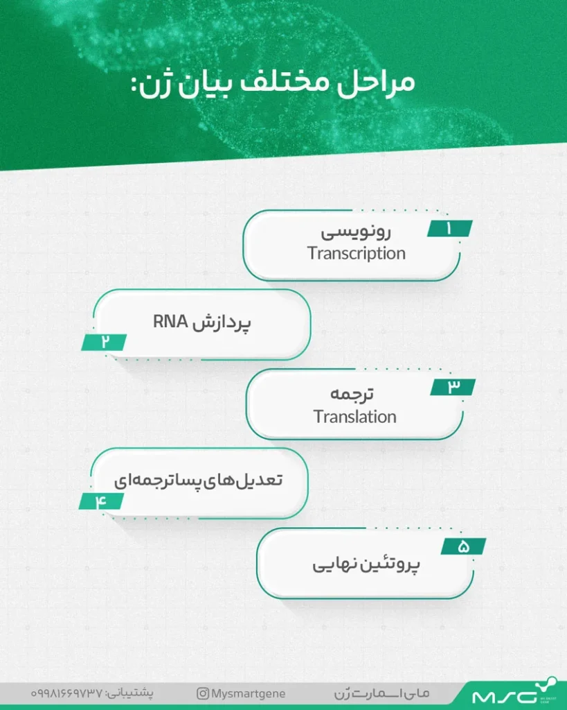 اینفوگرافیک مراحل بیان ژن؛ از رونویسی تا پروتئین‌سازی
