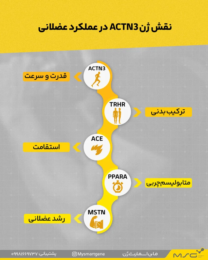 اینفوگرافیک از  ژن‌هایی مانند ACTN3 و ACE و تاثیرشان در بدنسازی