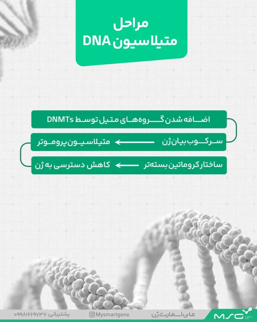 اینفوگرافیک مراحل متیلاسیون دی ان ای