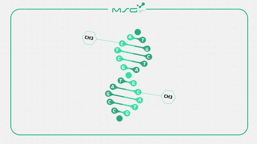 مکانیسم متیلاسیون DNA چیست