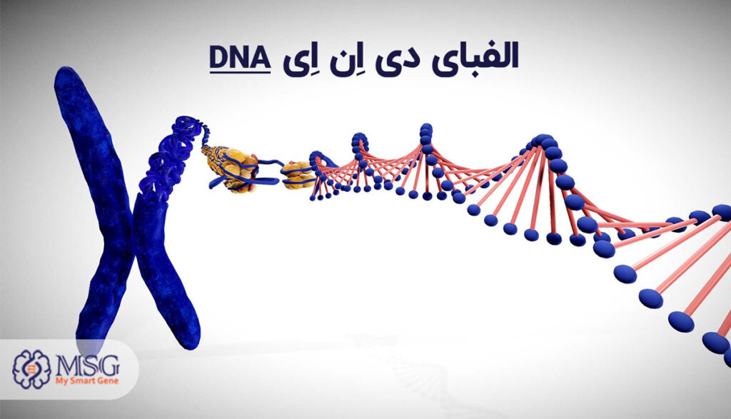 dna چیست؟