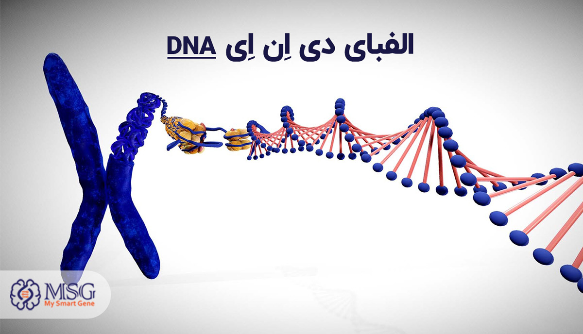 DNA چیست؟ ژنتیک به زبان ساده