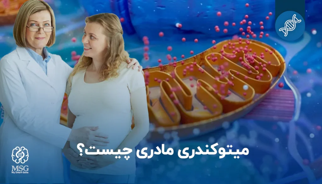 میتوکندری فقط از مادر به ارث می رسد!