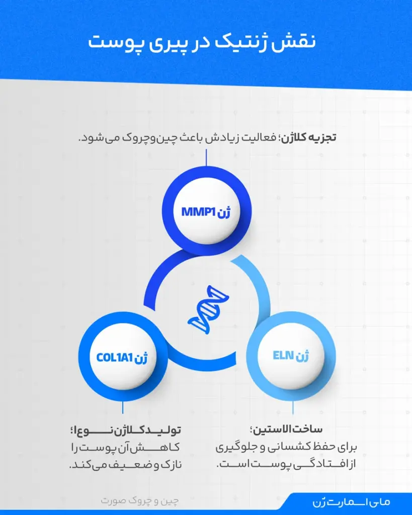 نقش ژنتیک و توارث در ایجاد چین و چروک پوستی