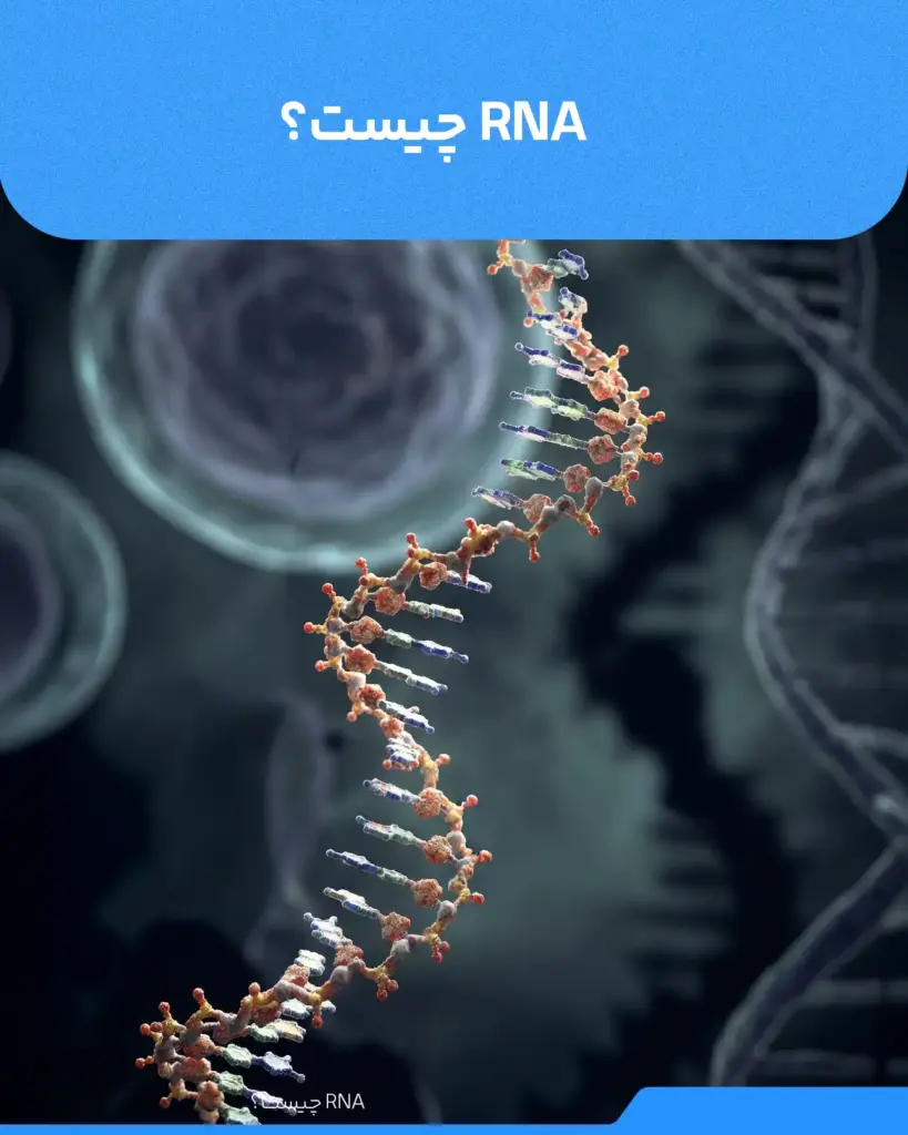 تصویر از رشته rna