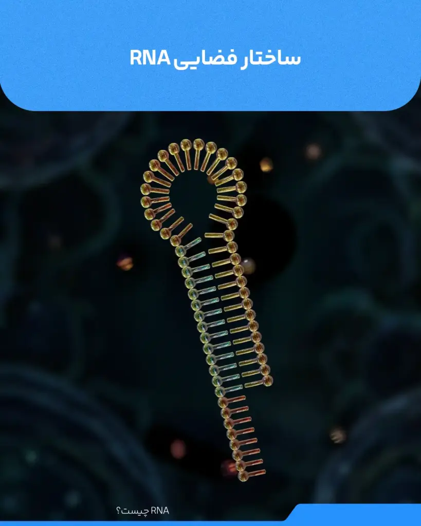 تصویری از ساختار فضایی RNA