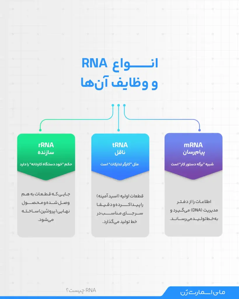 انواع RNA