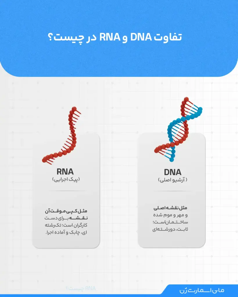 اینفوگرافیک از تفاوت DNA و RNA