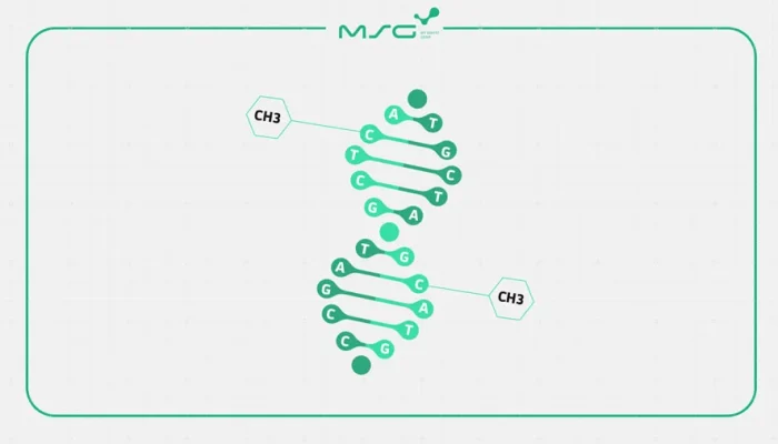 مکانیسم متیلاسیون DNA چیست